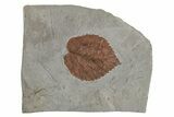Fossil Leaf (Davidia) - Montana #215528-1